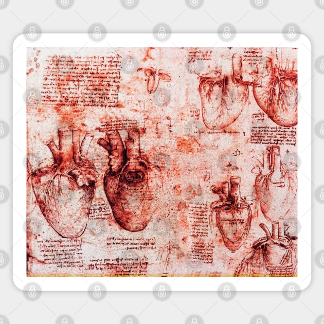 Heart And Its Blood Vessels. Leonardo Da Vinci Anatomy Drawings in Red Sticker by BulganLumini